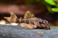 Alenquer Tiger Pleco L397 (Tank Bred)