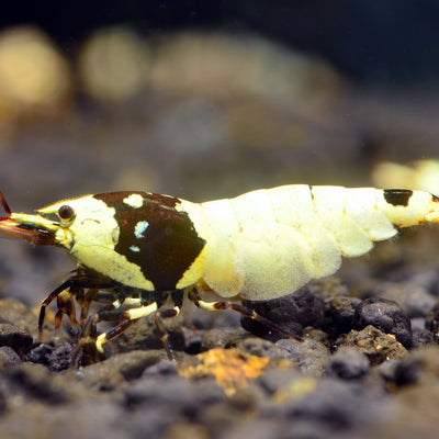 Crystal Black Shrimp (S-SS Grade)