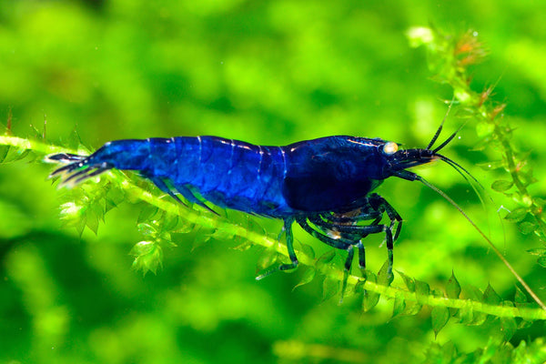 Orange Eye Royal Blue Tiger