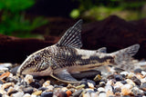 Bearded Corydoras