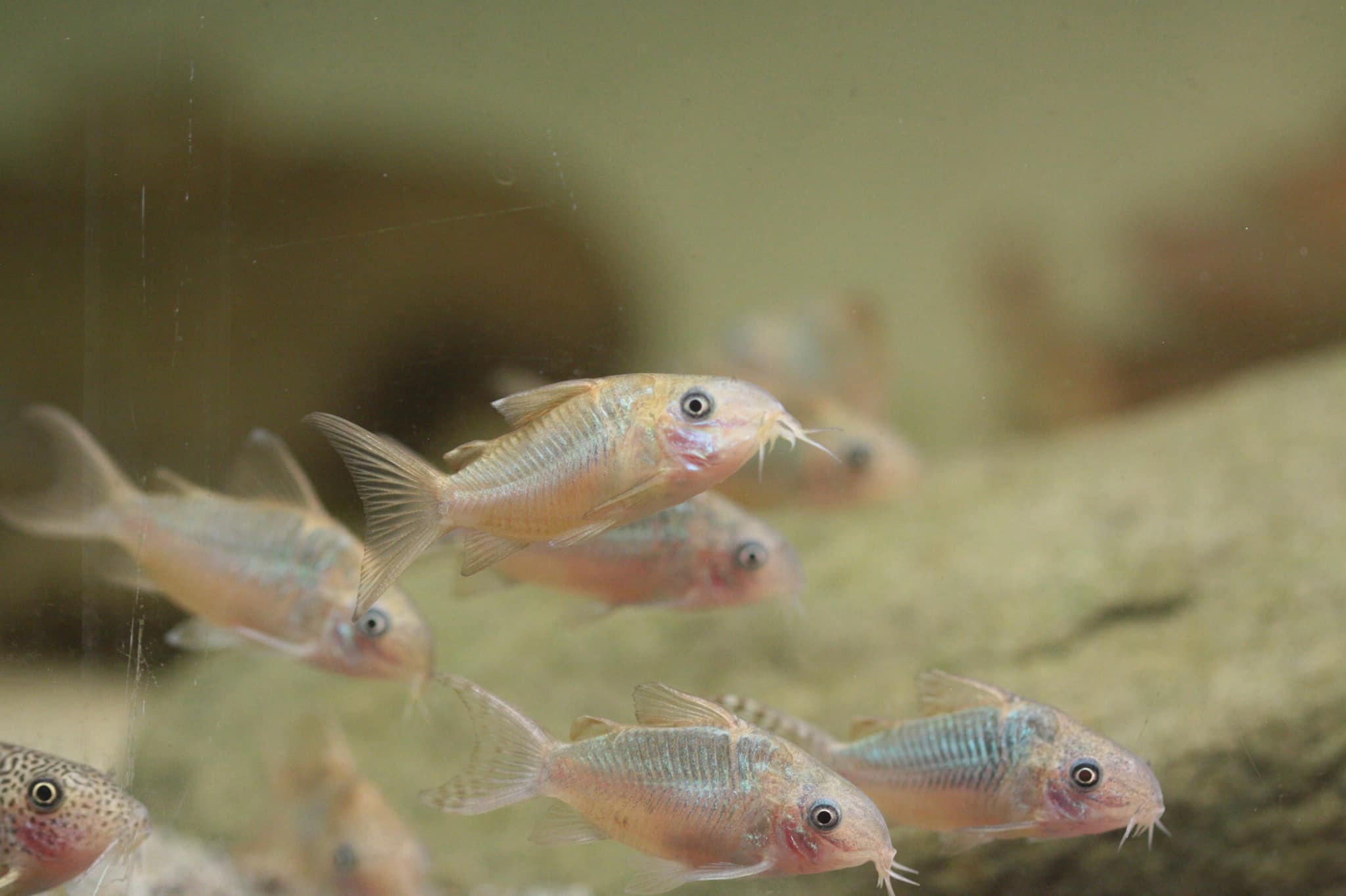C005 Corydoras – Joe's Aqua