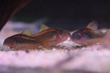 CW010 Gold Laser Cory (Tank Bred)