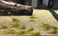 Green Laser Corydoras - CW009