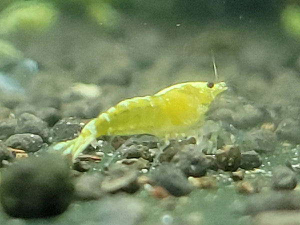 Yellow Galaxy Pinto Shrimp Mix