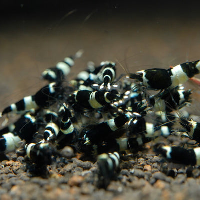 Black King Kong Shrimp