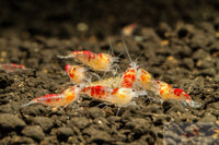 Red Calceo Shrimp