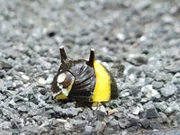 Horned Nerite Snail