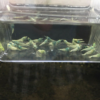 Blue Bolt Shrimp (A Grade)