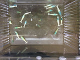 Blue Bolt Shrimp (A Grade)