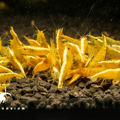 Yellow Golden Backline Shrimp