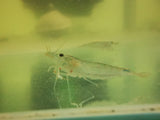 Amano Shrimp (XXL, Wild Catch)