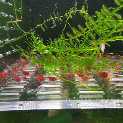 Red Rili Shrimp