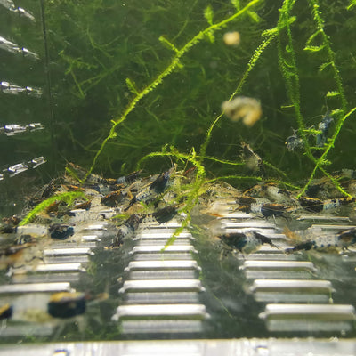 Black Rili Shrimp