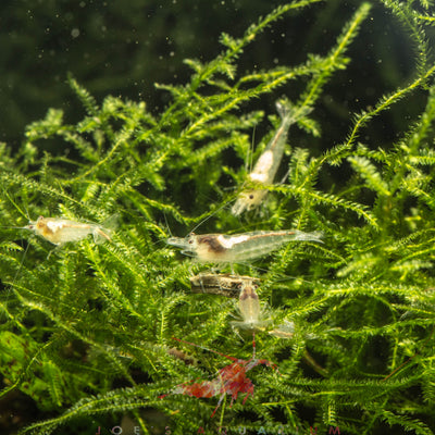 Snow Ball Shrimp