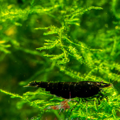 Black Rose Shrimp