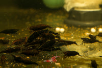 Black Rose Shrimp