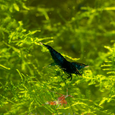 Blue Dream Shrimp