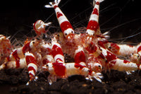 Crystal Red Shrimp (A-S Grade)