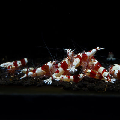 Crystal Red Shrimp (S-SS Grade)