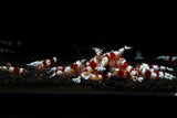 Crystal Red Shrimp (S-SS Grade)