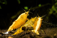 Yellow Golden Backline Shrimp